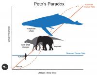 Peto's Paradox