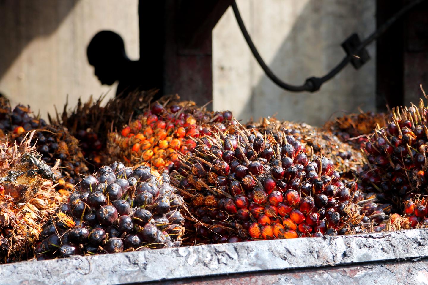 Oil Palm, Cameroon