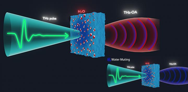Manipulable water sensing and muting with time-domain THz optoacoustics