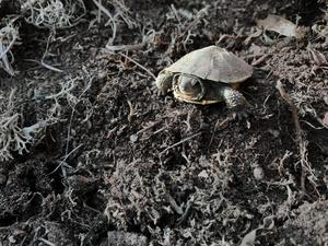 Blanding's hatchling