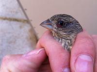 Female House Finch Shows Signs of Pox Infection