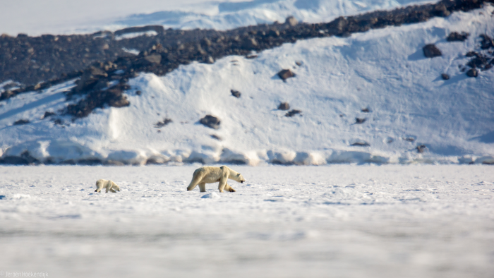 A polar bear with cub on one of the frozen fjords of Svalbard