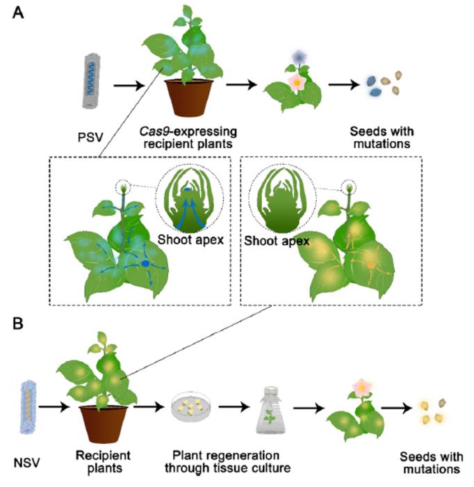 Exploiting viral vectors to deliver genome editing reagents in plants