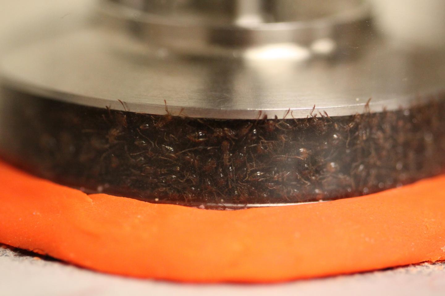 Ants in Rheometer
