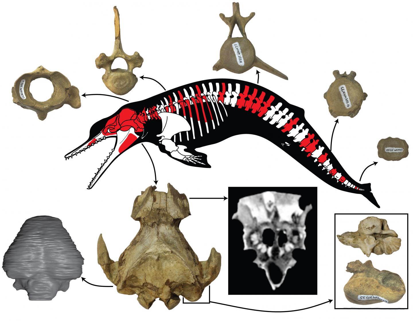New Postcranial Skeleton of Ancient Dolphin <i>Albertocetus Meffordum</i> Found in South Carolina