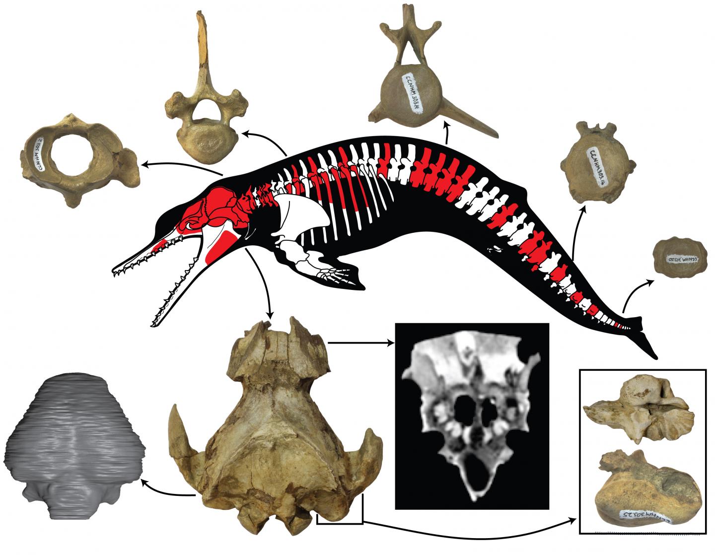 New specimens and species of the Oligocene toothed baleen whale