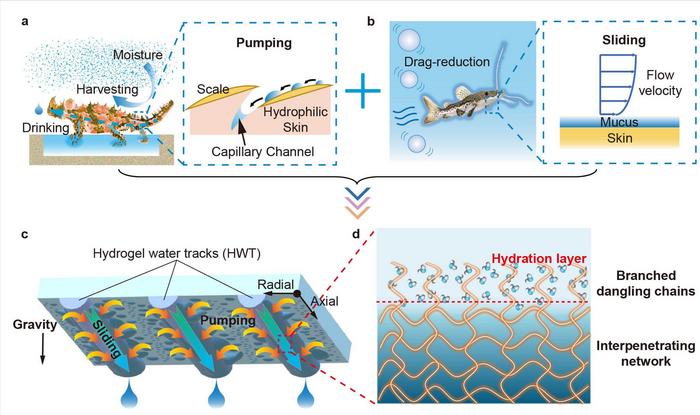 The principle of the biomimetic hydrogel fiber composed pattern