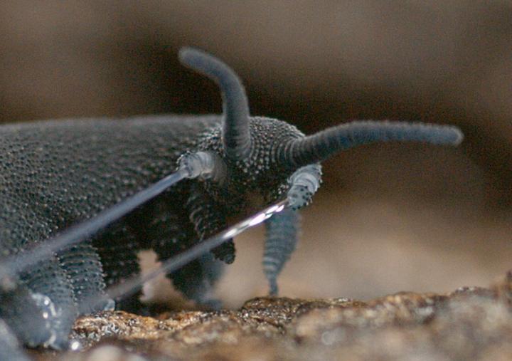 Velvet Worms