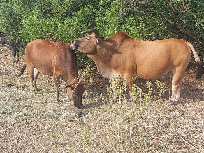 A liking for licking—sex and social status influence social grooming among  free-ranging feral cattle in Hong Kong