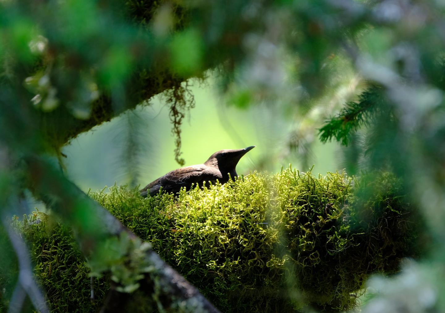 Marbled murrelet