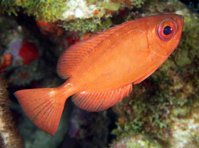 A Bigeye Belonging to the Hyper-Diverse Group Eupercaria with More than 10,000 Species