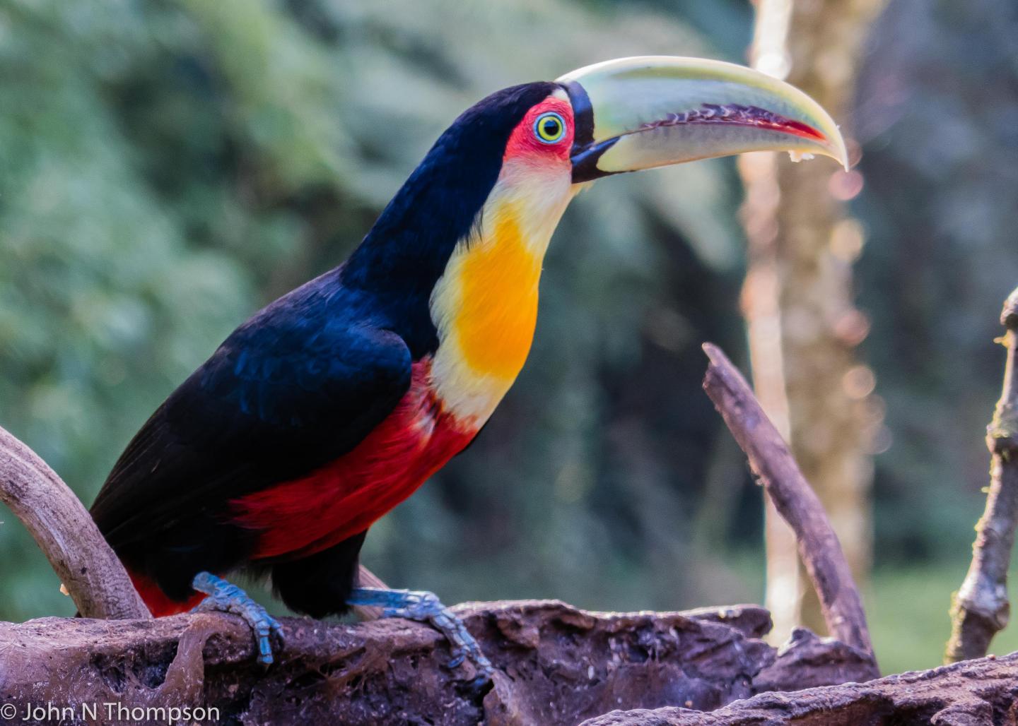 Green-billed Toucan