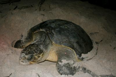 Nesting Olive Ridley Sea Turtle