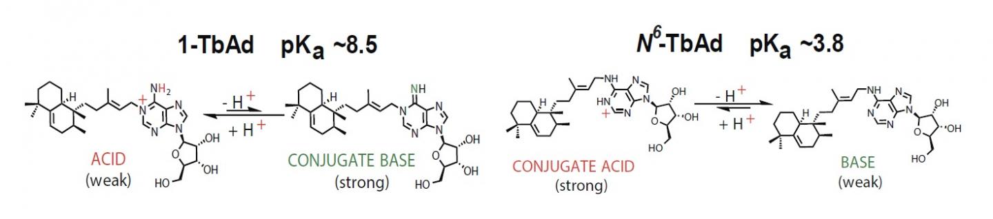Acid -- Base Equilibrium of 1-Tbad