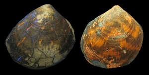 Colour pattern variations in the fossil scallop Pleuronectites.