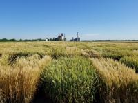 Wheat Breeding Field