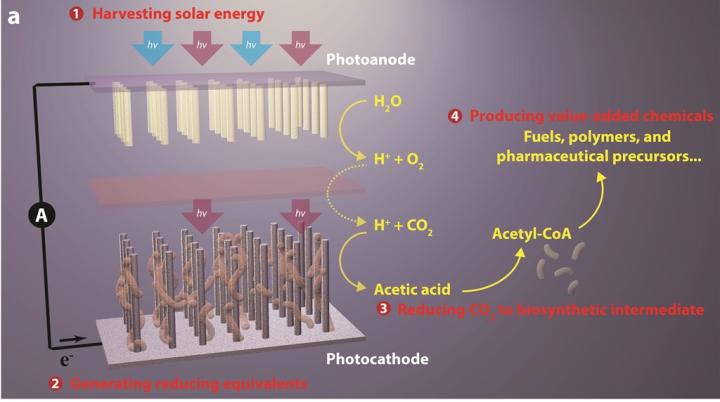 Artificial Photosynthesis System for CO2