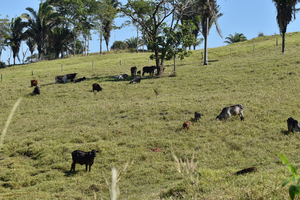 skinny cattle in pasture