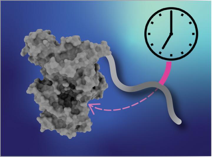 Clock Proteins