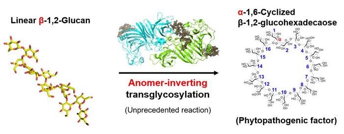 Conversion of linear β-1,2-glucan to cyclic compound