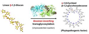 Conversion of linear β-1,2-glucan to cyclic compound