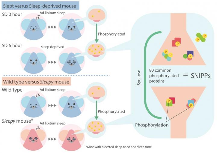 Reversible Changes to Neural Proteins May Explain Sleep Need