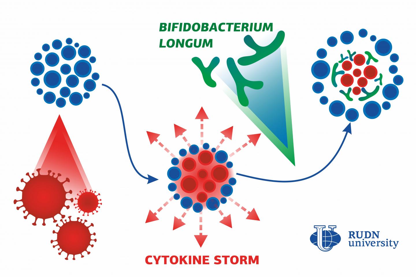 A Bifidobacterial Protein that Can of Reduce Inflammation with COVID-19 and Other Diseases Was Discovered by a RUDN Geneticist