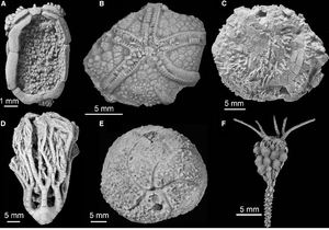 Fossil echinoderms including the common Cambrian and Ordovician echinoderms