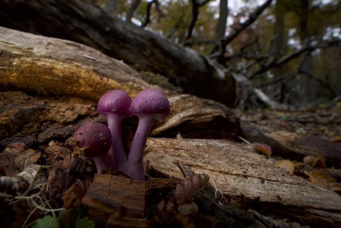 Cortinarius spp., a mycorrhizal mushroom