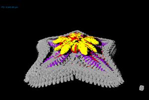 Micro-CT scan of sea star cut away