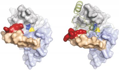 3D Cathepsin B