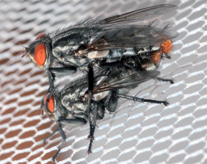 Mating Pair of <em>Emblemasoma erro</em>