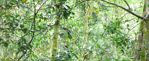 Variodendron tree species in Tanzania