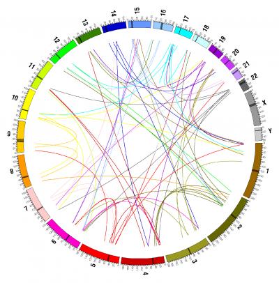 Distribution of Putative Inter-Chromosomal Duplications