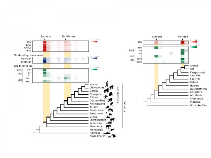 Figure 2. Transposable Element-Derived Binding Sites Were Acquired during Distinct Phases in Mammali