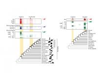Figure 2. Transposable Element-Derived Binding Sites Were Acquired during Distinct Phases in Mammali