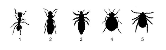 Bed Bug Awareness Poor Among US Travelers Bu EurekAlert 