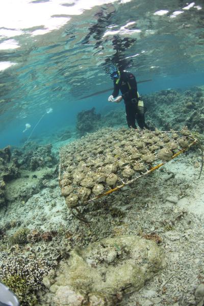 Coral Experiment in Fiji