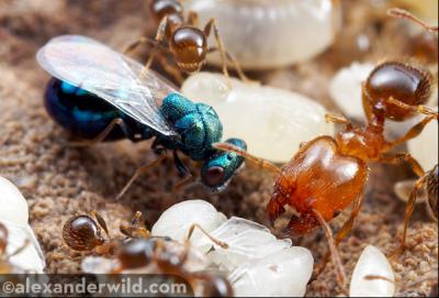 Ant Parasitoid