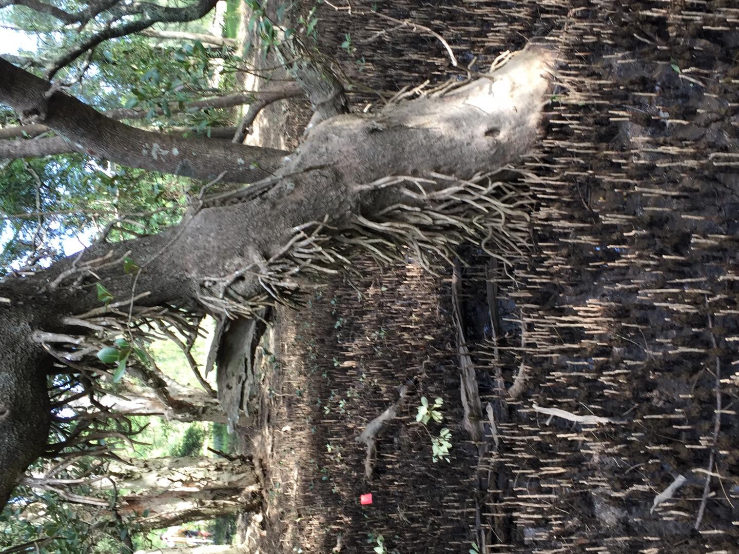 Revealed from Ancient Sediment: Mangrove Tolerance to Rising Sea Levels (9 of 15)