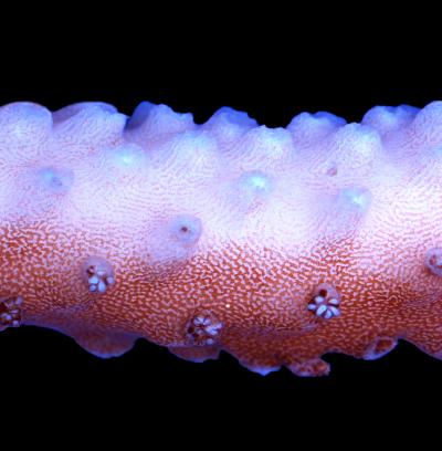 Coral Bleaching Due to Light and Temperature