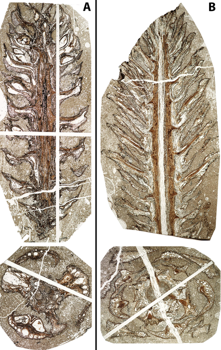 Seed cones of two new genera of extinct conifers belonging to the Cupressaceae family from the Upper Cretaceous of Japan