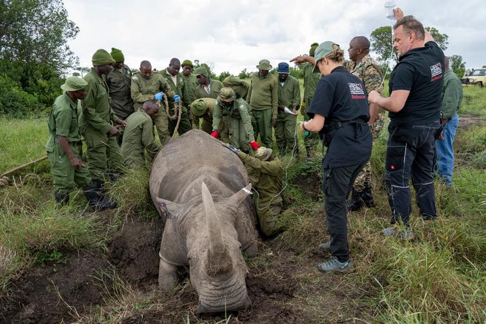 Southern white rhino female for BioRescue breeding project