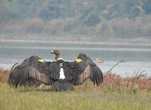 Monitoring survival and movement of white-rumped vultures