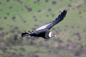 Andean Condor in Flight