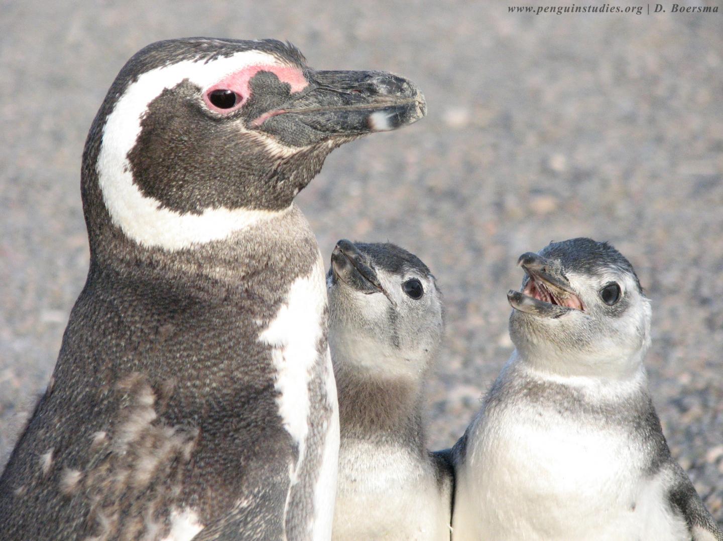 Adult Magellanic Penguin with Chicks