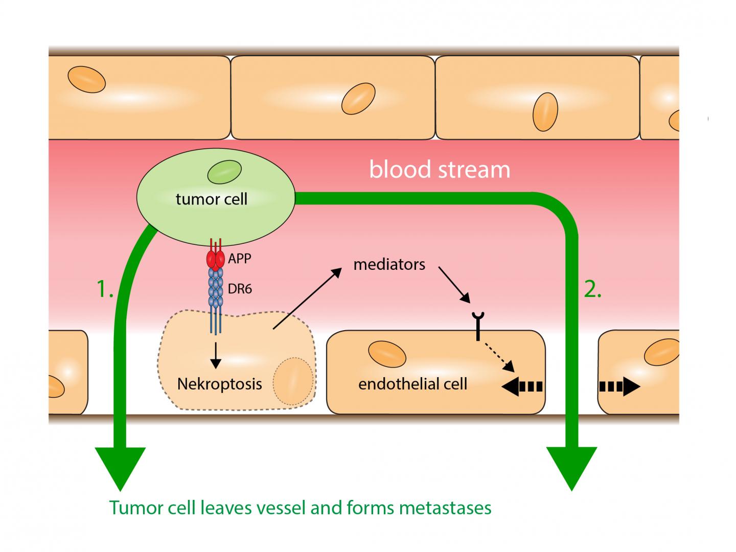 Mechanism by Which Cancer Cells Exit Blood Vessels