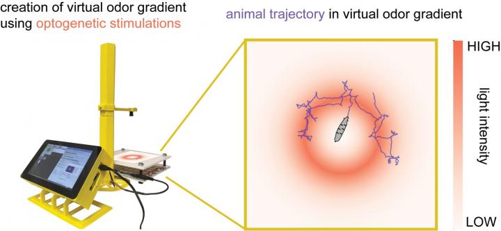 A Raspberry Pi-Based Virtual Reality System for Small Animals