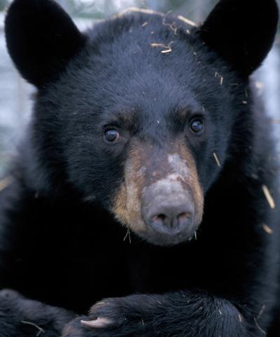 American Black Bear