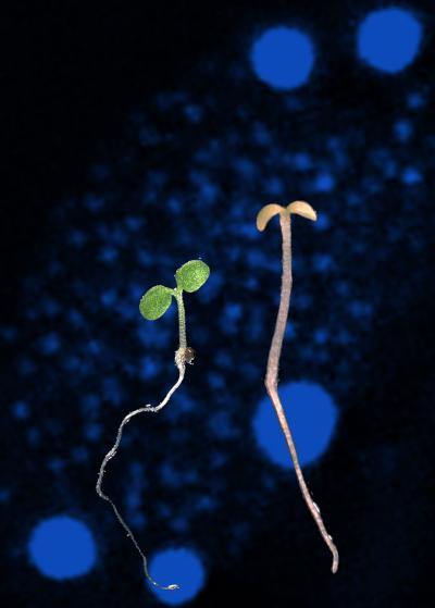 Connecting the Dots: How Light Receptors Get their Message Across